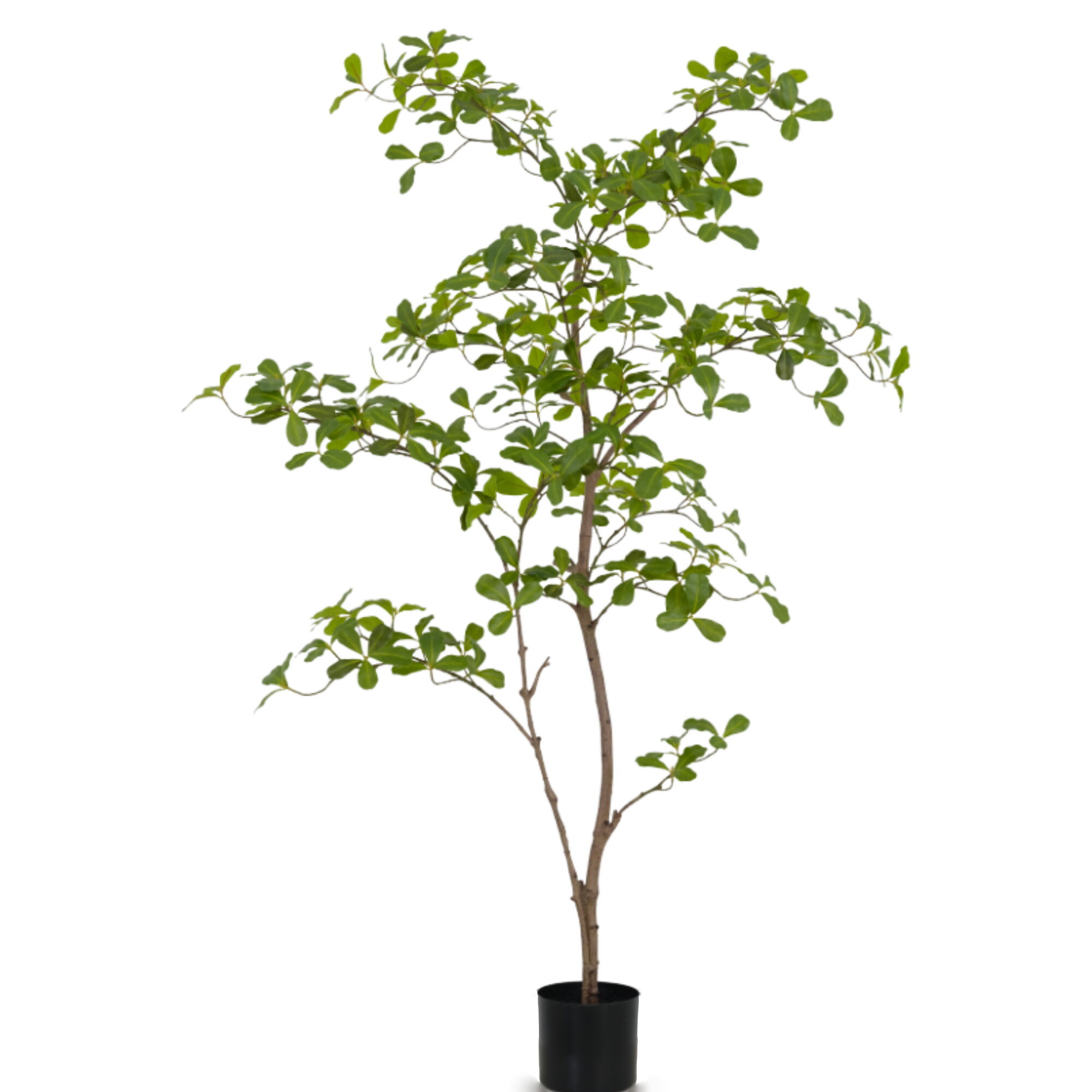 Artificial Tropical Almond Tree (KD), 150cm – Realistic Faux Tropical Green Tree for Interior & Commercial Decor Artificial Tropical Almond Tree (KD), 150cm – Realistic Faux Tropical Green Tree for Interior & Commercial Decor