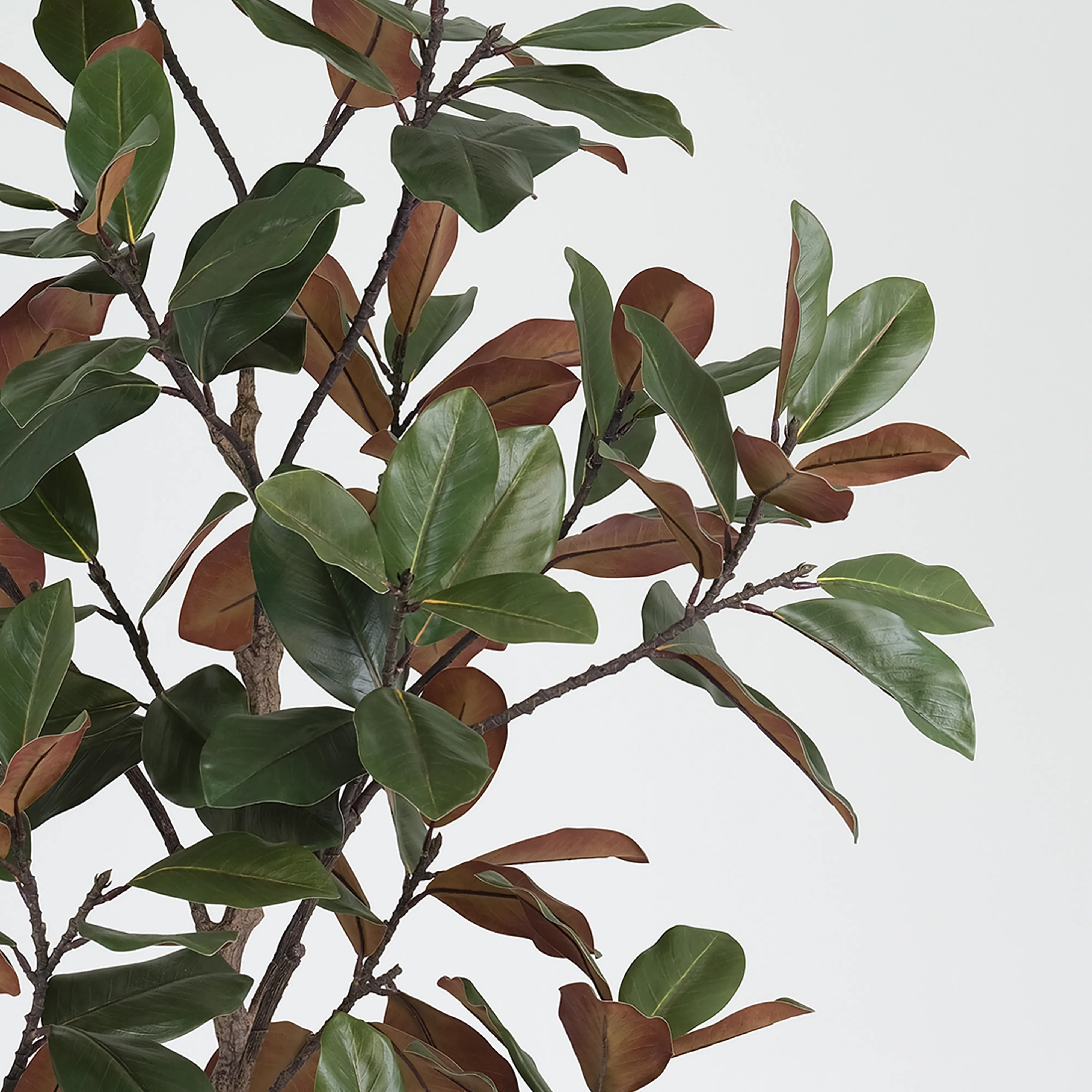 Artificial Magnolia Leaf Tree (KD) – 250cm Large Faux Trees Wholesale for Commercial Projects Artificial Magnolia Leaf Tree (KD) – 250cm Large Faux Trees Wholesale for Commercial Projects