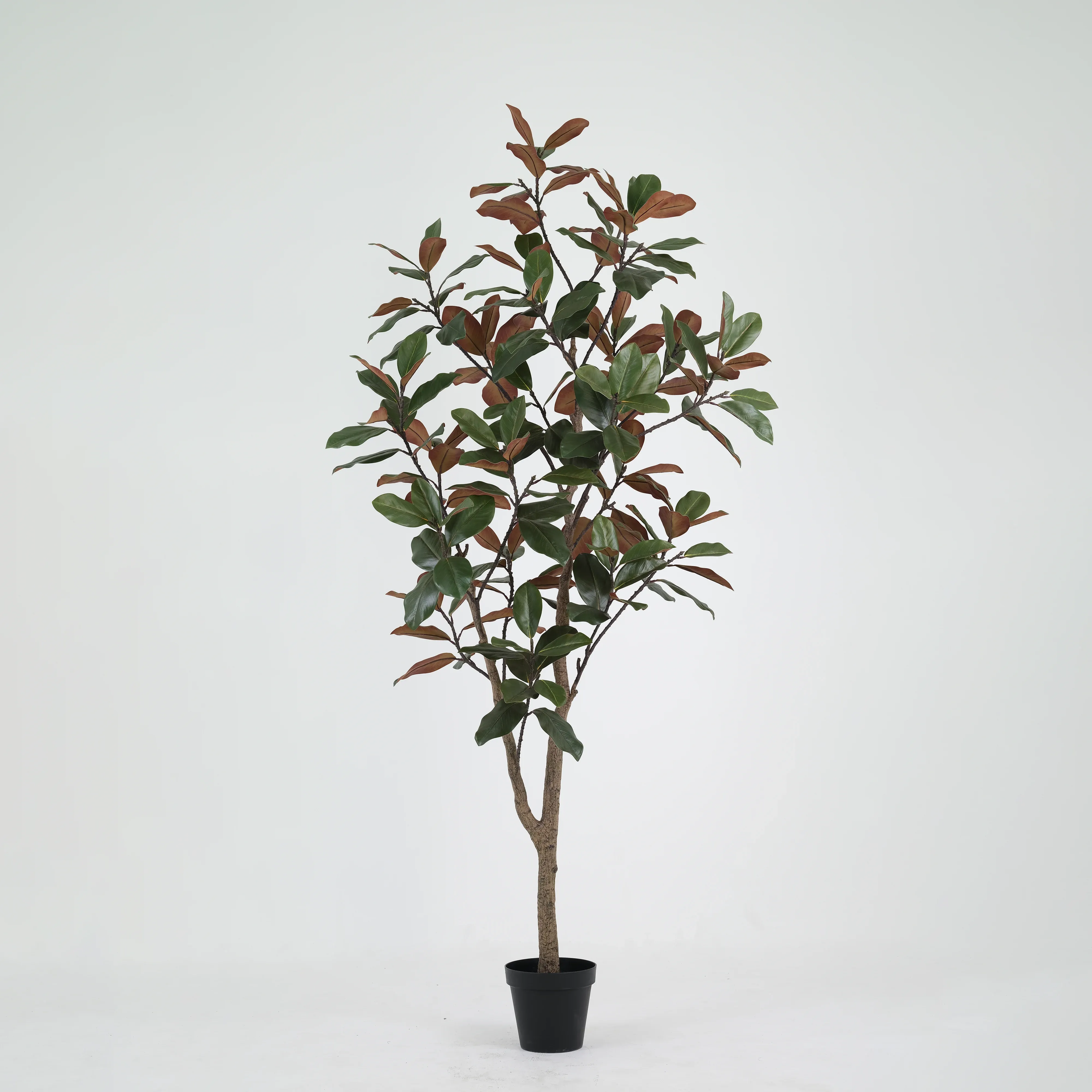Artificial Magnolia Leaf Tree (KD) – 250cm Large Faux Trees Wholesale for Commercial Projects Artificial Magnolia Leaf Tree (KD) – 250cm Large Faux Trees Wholesale for Commercial Projects