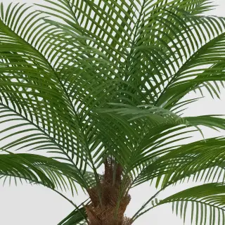 Artificial Palm Tree (KD) – 240cm Tall Faux Trees Wholesale for Commercial Projects
