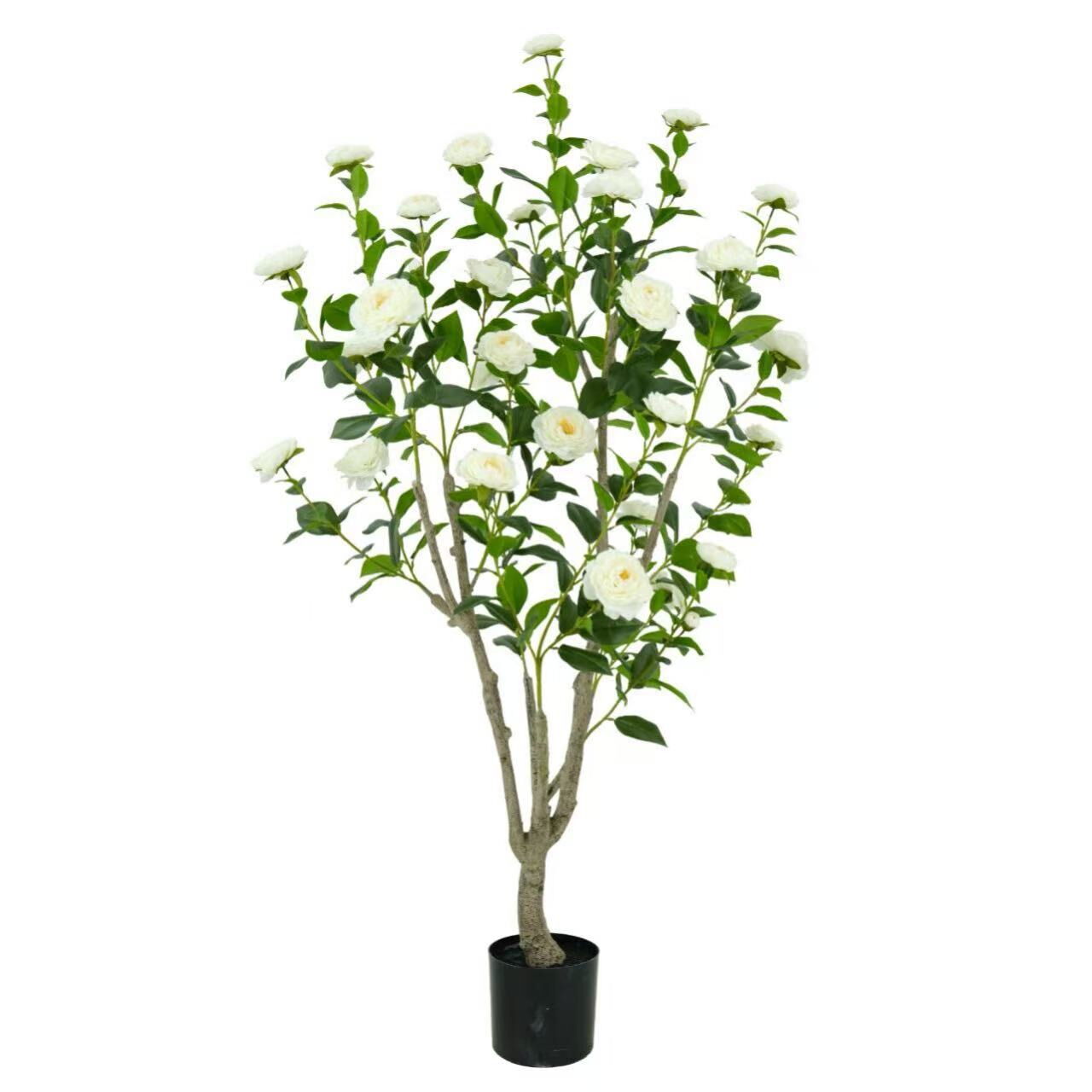 Camellia Tree with Flowers(KD), 150cm