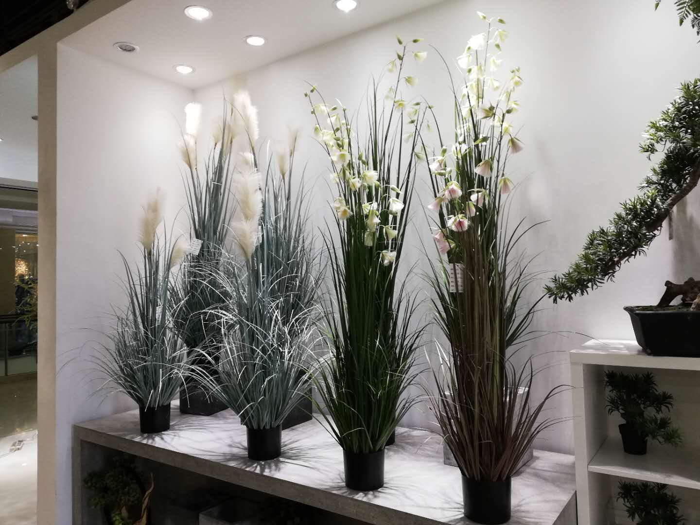 Do you forget to water your plants， after some time turn into dry?