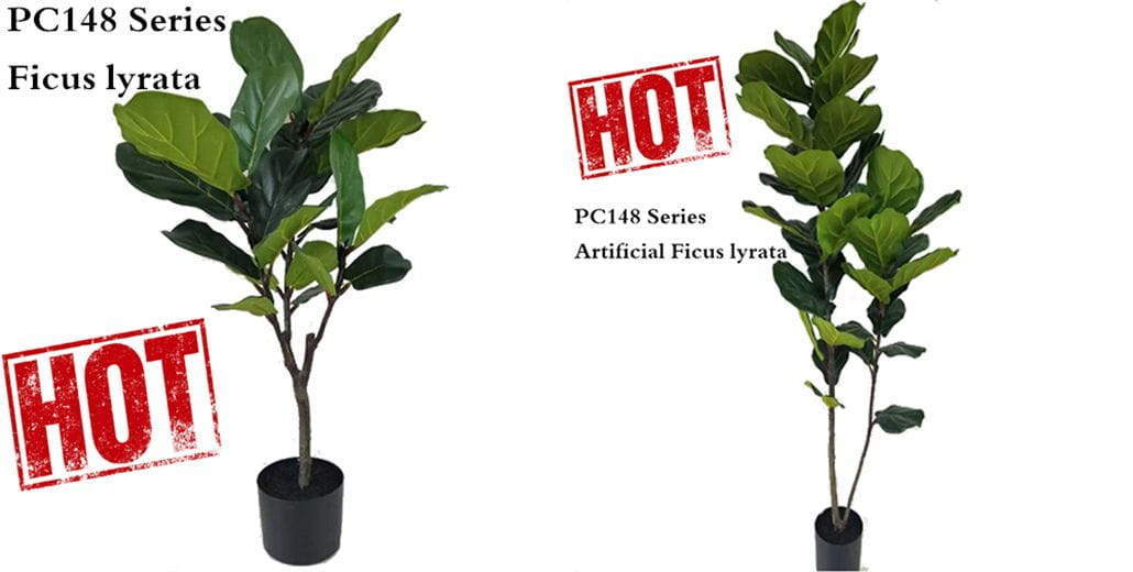 Ficus lyrata (Fiddle Leaf Fig Tree) - One of the most popular decor