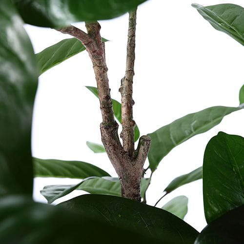 Artificial Indian Rubber Tree, 270CM