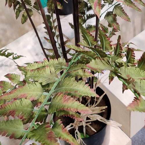2020 Newest Artificial Pedicularis Filicifolia 2020 Newest Artificial Pedicularis Filicifolia