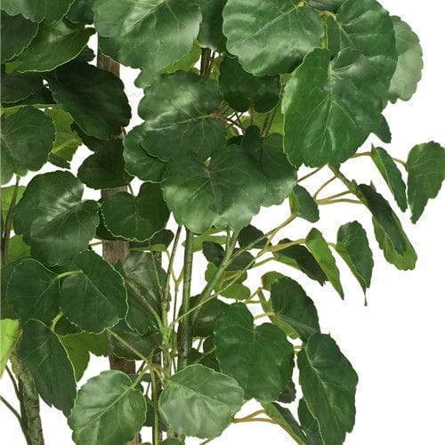 Artificial Polyscias Balfouriana Bailey, Dinner Plate Aralia, 240CM, 150CM Artificial Polyscias Balfouriana Bailey, Dinner Plate Aralia, 240CM, 150CM