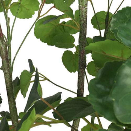 Artificial Polyscias Balfouriana Bailey, Dinner Plate Aralia, 240CM, 150CM Artificial Polyscias Balfouriana Bailey, Dinner Plate Aralia, 240CM, 150CM