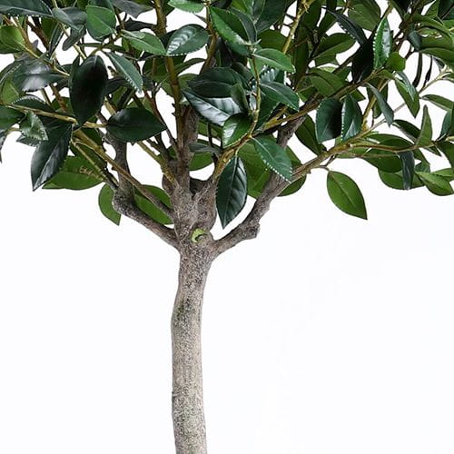 Artificial Sweet Bay Plant, 180CM