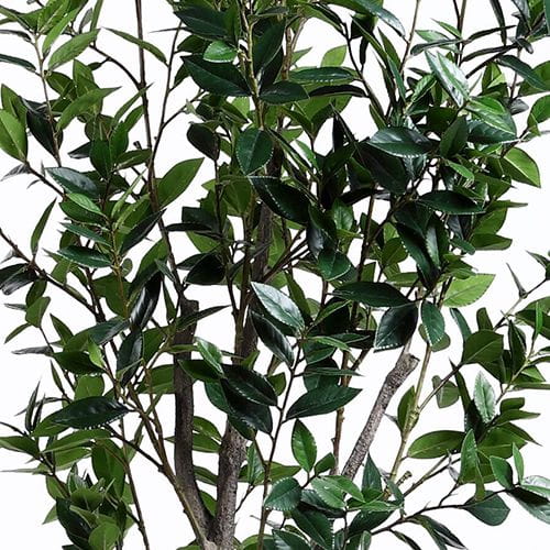 Artificial Sweet Bay Tree 210CM, Plastic Pot