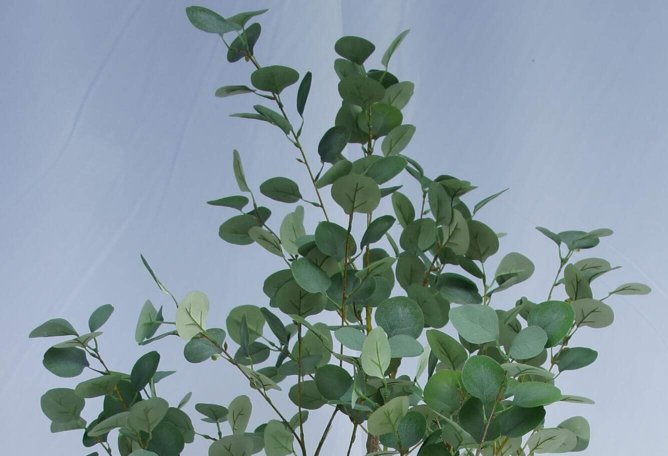 Faux Genus Eucalyptus, 180 CM Faux Genus Eucalyptus, 180 CM