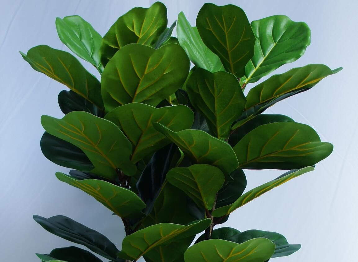 Artificial Ficus Lyrata Tree, 180 CM
