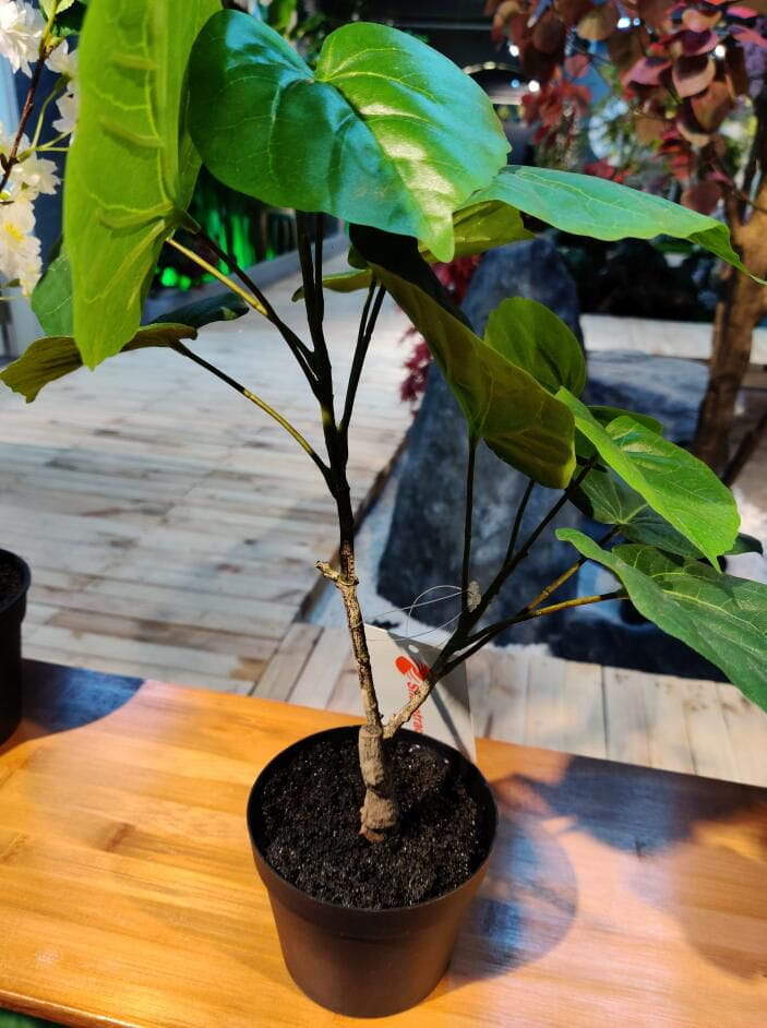 Artificial Ficus Umbellata From Sharetrade