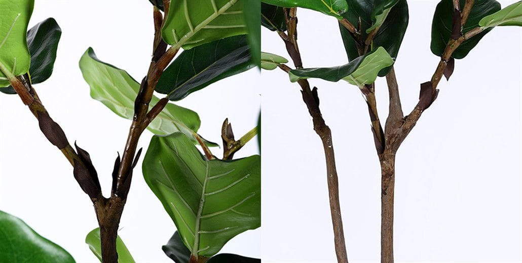 Ficus lyrata (Fiddle Leaf Fig Tree) - One of the most popular decor