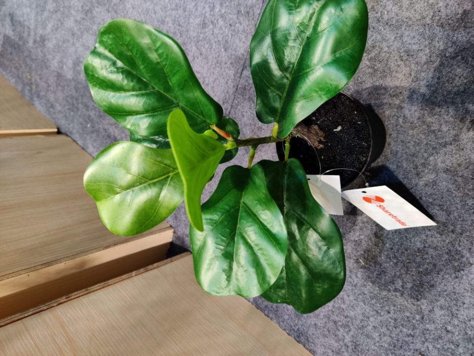 Artificial New Fiddle-leaf Fig Bonsai High Quality 30~60 CM Potted Artificial New Fiddle-leaf Fig Bonsai High Quality 30~60 CM Potted