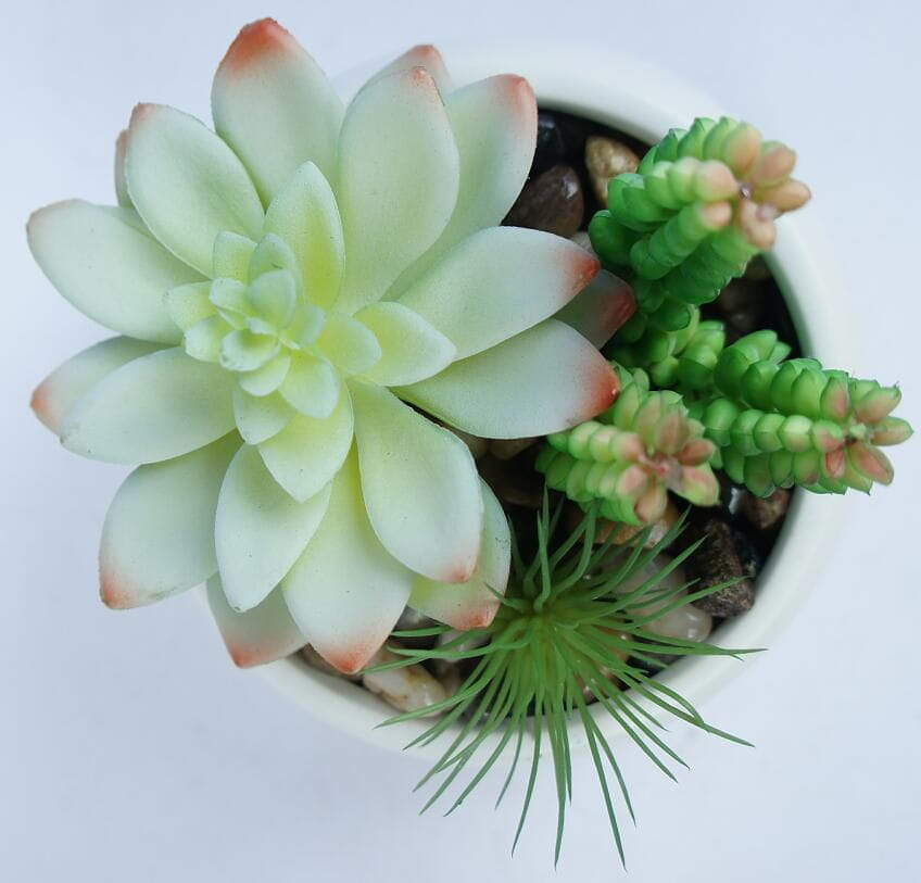 Mixed Succulent Potted Plants Mixed Succulent Potted Plants