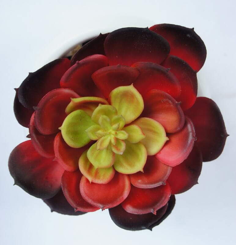 Red Succulent Plants Red Succulent Plants