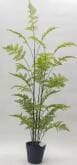 Sharetrade Artificial Fern Plants JC003 25 CM ~ 120CM