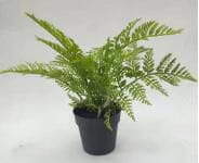 Sharetrade Artificial Fern Plants JC003 25 CM ~ 120CM