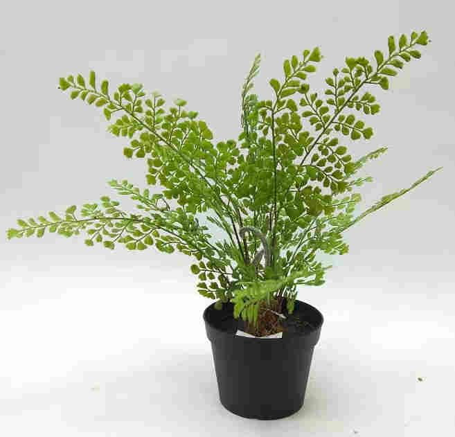 2020 Artificial Fern Plants 25 CM ~ 120 CM, Potted Indoor Outdoor Trees