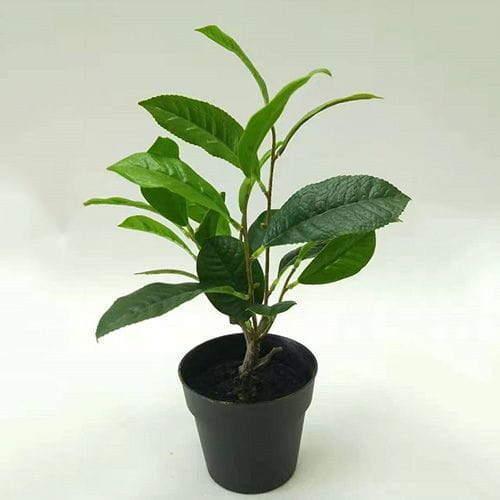 Artificial Sweet Osmanthus Bonsai, 30 CM - 90 CM