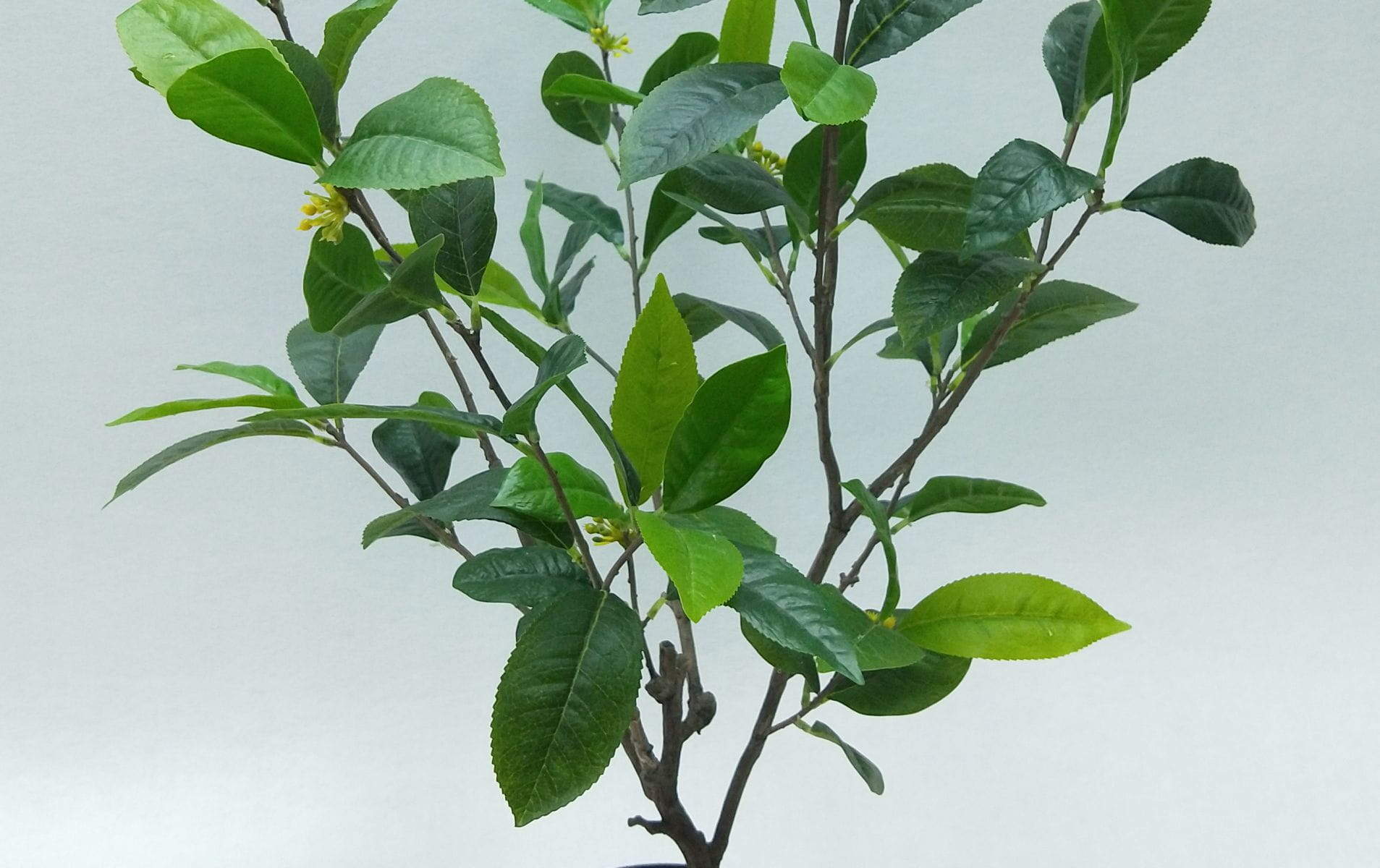 Artificial Sweet Osmanthus Bonsai, 30 CM - 90 CM