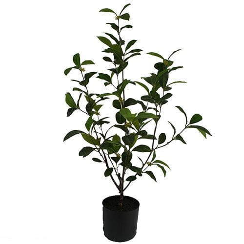 Artificial Sweet Osmanthus Bonsai, 30 CM - 90 CM