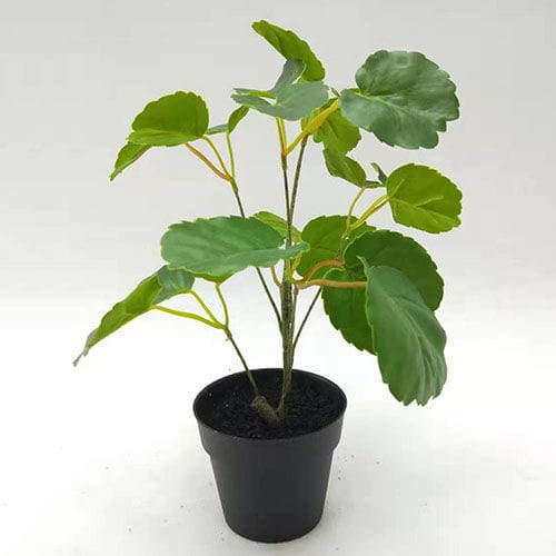 Artificial Polyscias Balfouriana Bonsai, 30 CM - 90 CM Artificial Polyscias Balfouriana Bonsai, 30 CM - 90 CM