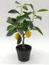 Artificial Lemon Tree Potted Plants, 30 CM ~ 50 CM