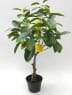 Faux Lemon Bonsai Artificial Lemon Tree, 60 CM ~ 90 CM