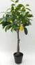 Faux Lemon Bonsai Artificial Lemon Tree, 60 CM ~ 90 CM
