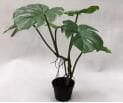 Artificial Monstera Deliciosa Potted Plant, 50 CM - 90 CM