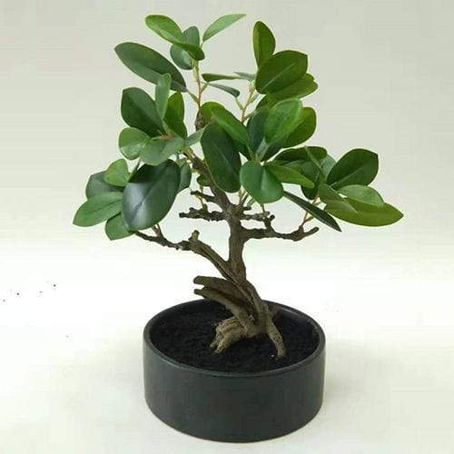 Artificial Ficus Microcarpa Bonsai, 30 CM, 50 CM, 66 CM