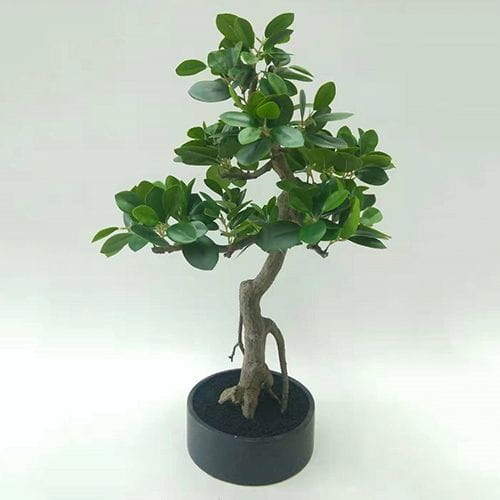 Artificial Ficus Microcarpa Bonsai, 30 CM, 50 CM, 66 CM