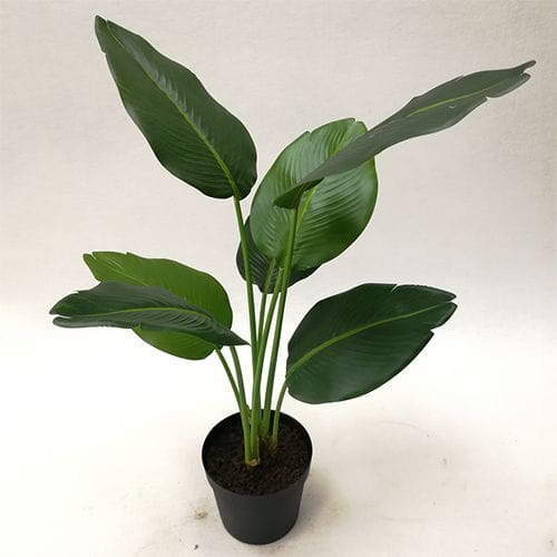 Artificial Strelitzia Bonsai, 50 CM, 65 CM, 75 CM