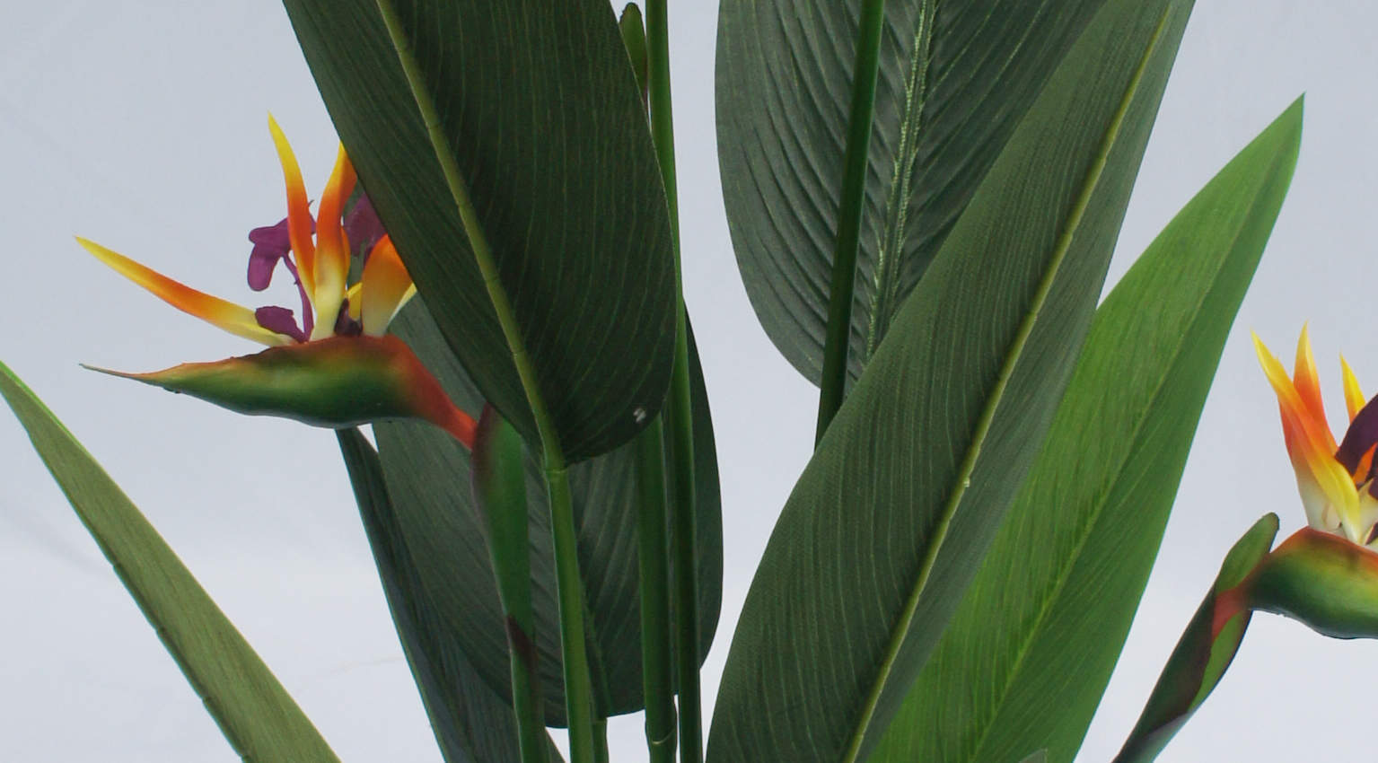Artificial Strelitzia Nicolai Bonsai, 120 CM - 240 CM