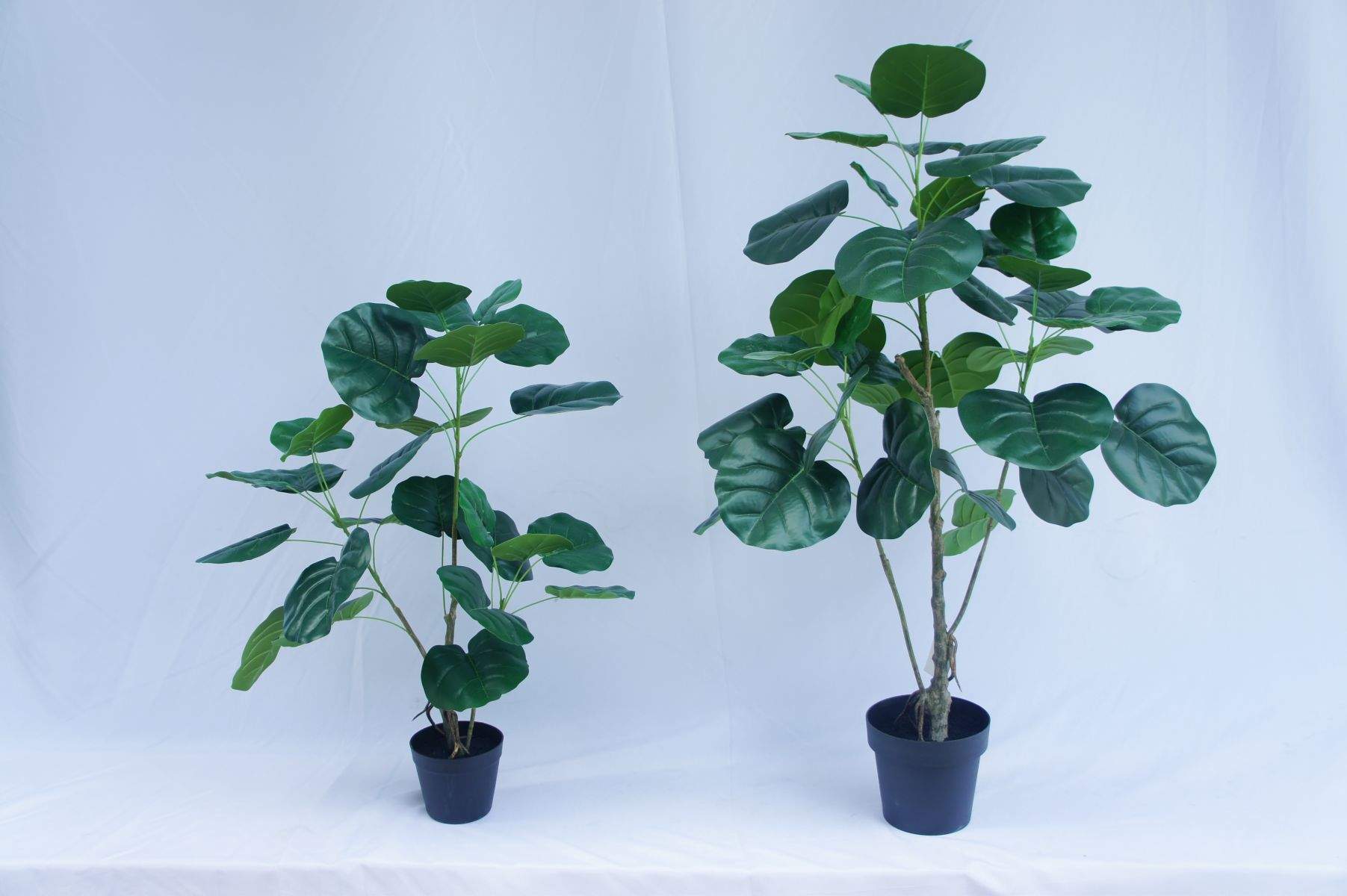 Artificial Polyscia Balfouriana Bonsai, 90 CM, 120 CM Artificial Polyscia Balfouriana Bonsai, 90 CM, 120 CM