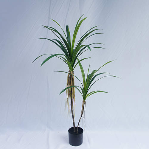 Artificial Dracaena Angustifolia Bonsai, 120 CM - 240 CM