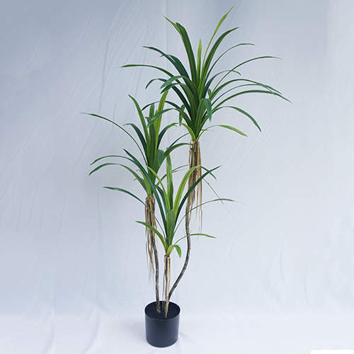 Artificial Dracaena Angustifolia Bonsai, 120 CM - 240 CM