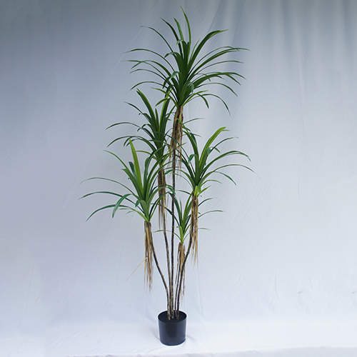 Artificial Dracaena Angustifolia Bonsai, 120 CM - 240 CM