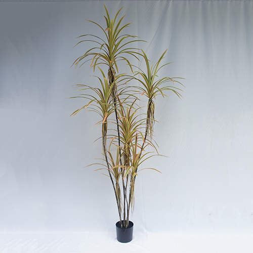 Artificial Dracaena Angustifolia Bonsai, 120 CM - 240 CM