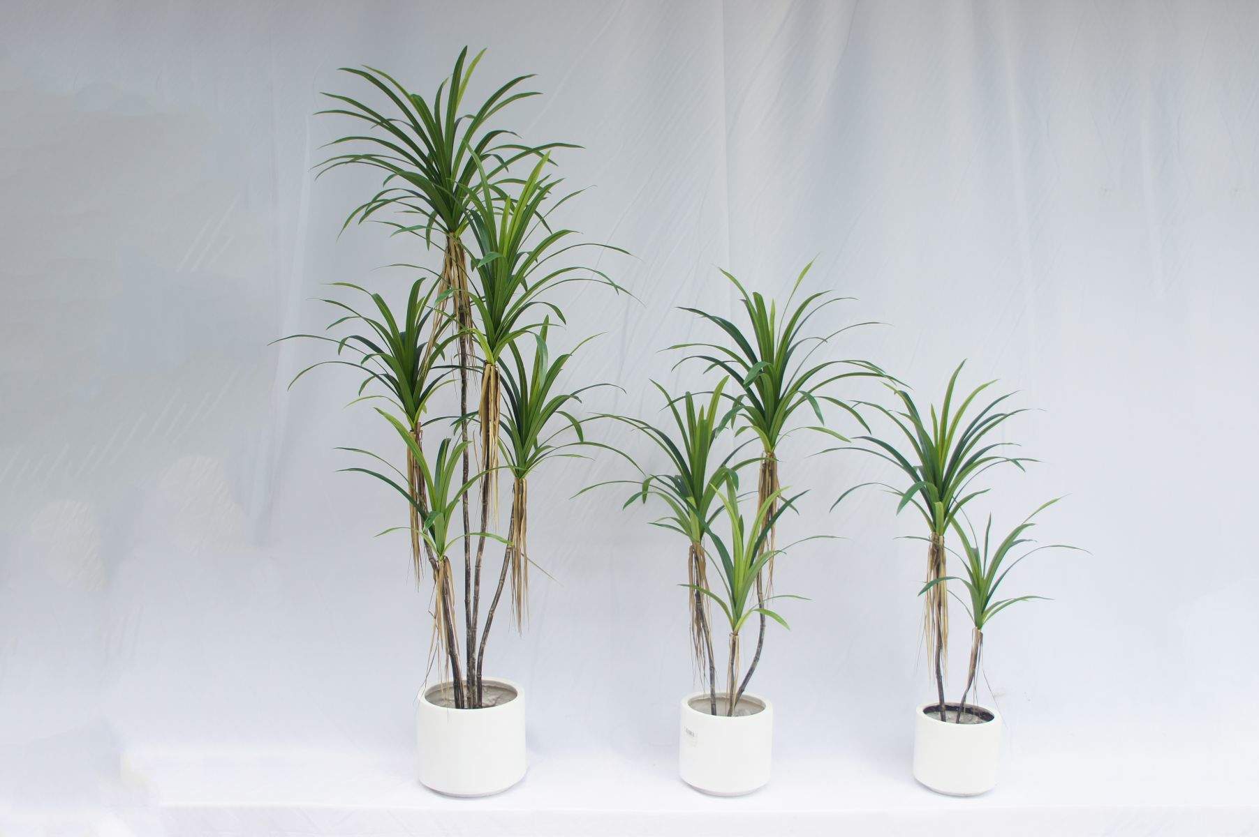 Artificial Dracaena Angustifolia Bonsai, 120 CM - 240 CM