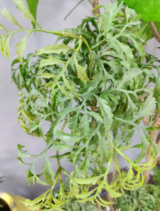 Photograph of Artificial Plants & Trees & Bonsai & Flowers -  up-close-shot (02)