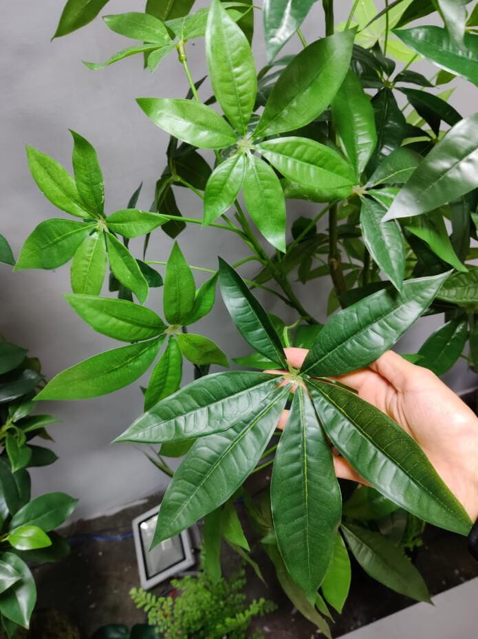 Photograph of Artificial Plants & Trees & Bonsai & Flowers -  up-close-shot (02)