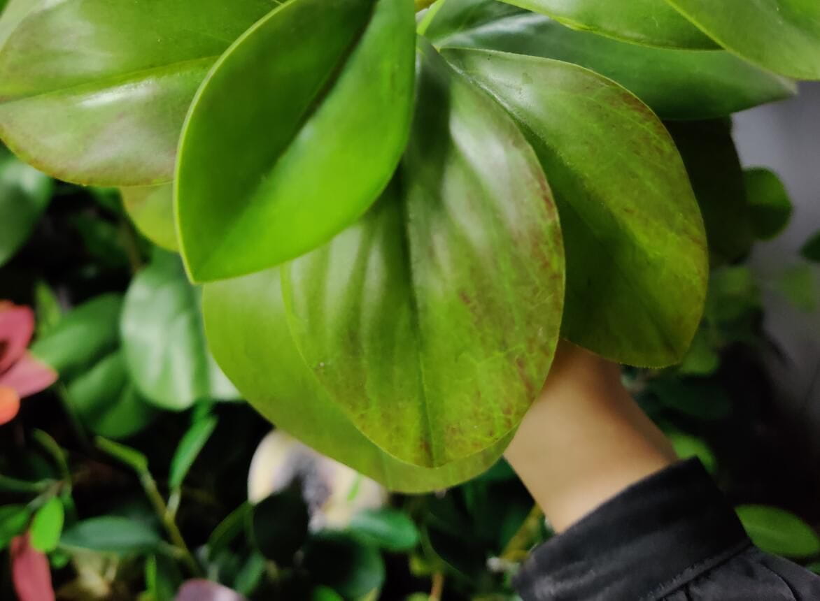 Photograph of Artificial Plants & Trees & Bonsai & Flowers -  up-close-shot (02)