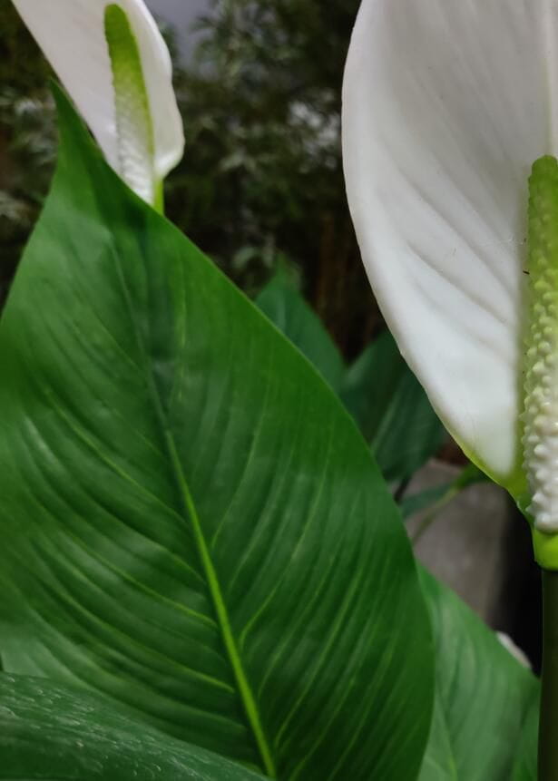 Photograph of Artificial Plants & Trees & Bonsai & Flowers -  up-close-shot (02)