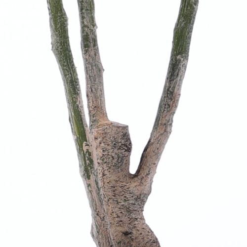 Artificial Toona sinensis, Three Trunks, 160CM Artificial Toona sinensis, Three Trunks, 160CM