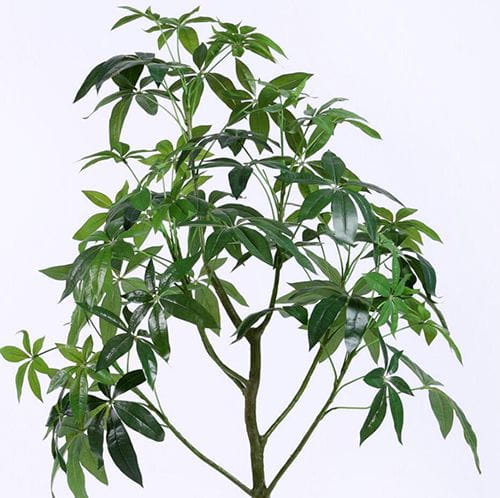 Artificial Pachira Aquatica, 150CM