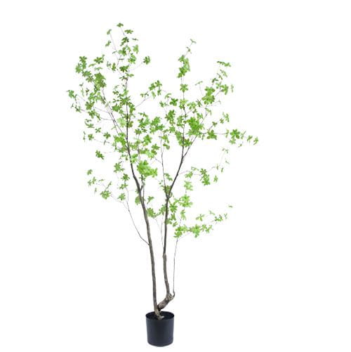 Artificial Enkianthus Perulatus, 210 CM