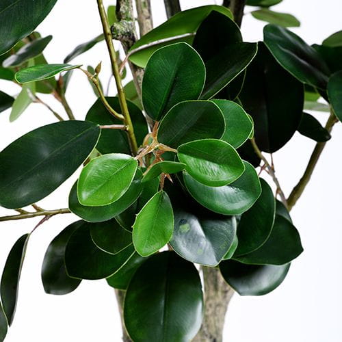 Artificial Ficus Microcarpa Tree, 90CM, 120CM, 150CM, 280CM