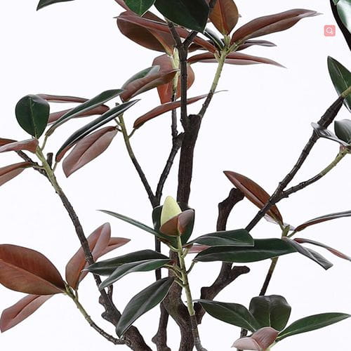 Plastic Magnolia Trees, Unique Design